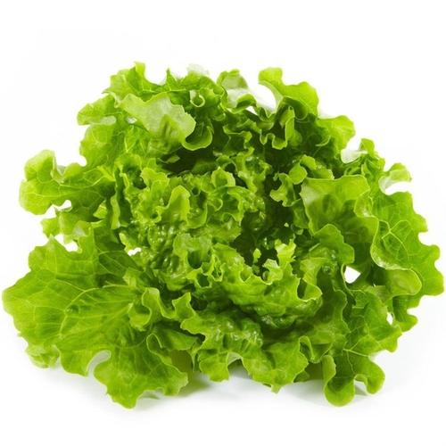 秋播奶油生菜种子家庭园艺夏播蔬菜种子四季播生菜 玻璃生菜种子