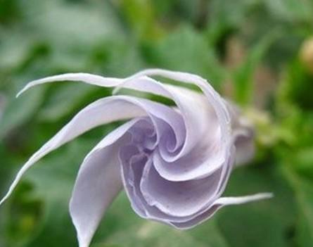 时尚花艺 花诗花语 >> 正文  缘分星座:处女座 曼陀罗花语:代表不可