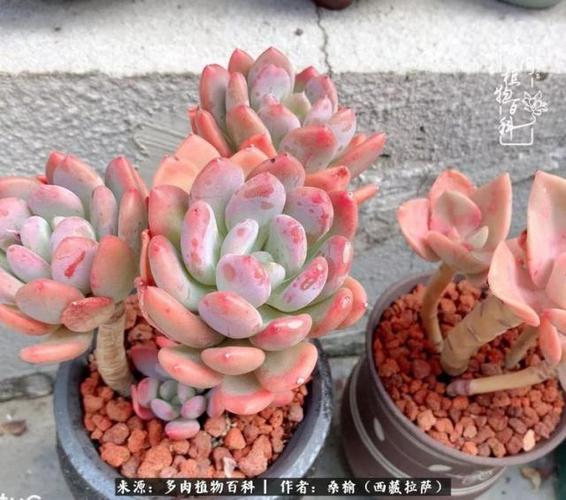 养多肉几年,虽然经历过各种失败,幸好一直没放弃!