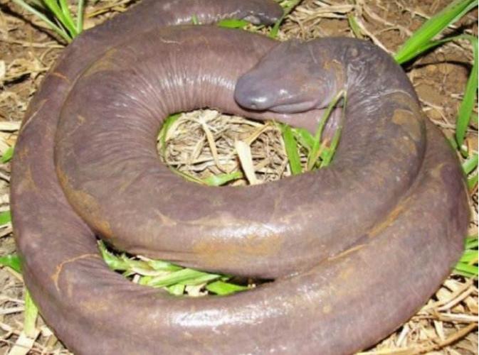 自然界邪恶的4种动物,僵尸鸟上榜,最后一种连恐鸟也是