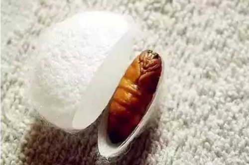 蚕蛹图片2