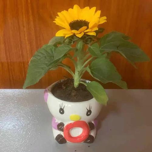 向日葵盆栽四季开花带花发货室内客厅办公室桌面小太阳花好养植