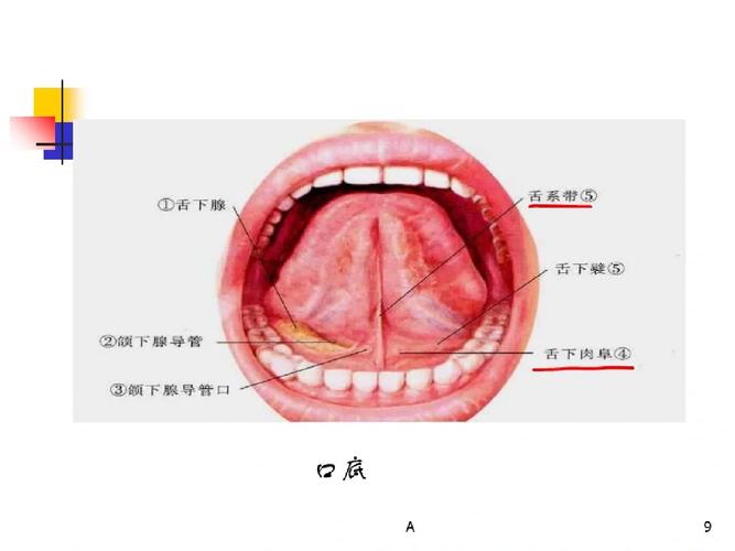 口底舌腭