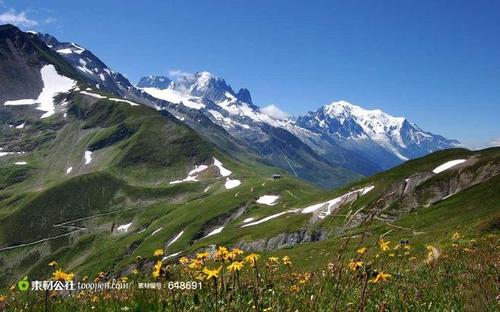 阿尔卑斯山雪山野花美景素材摄影背景桌面壁纸图片素材