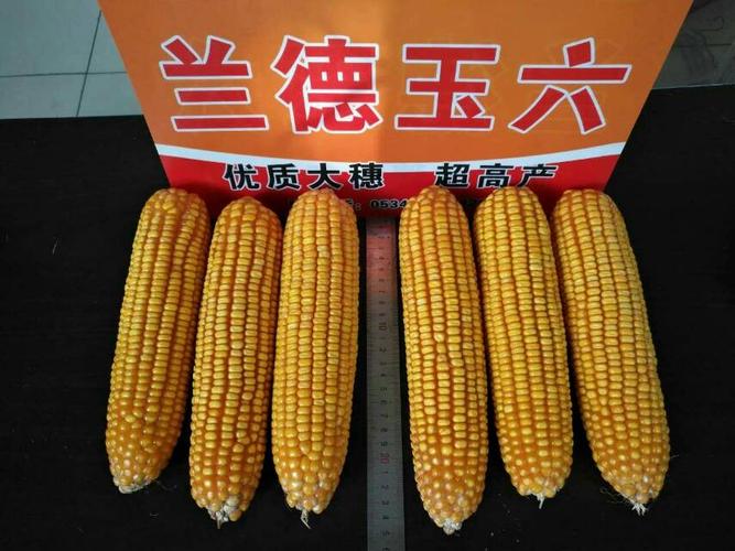 兰德玉六,白轴玉米中的王子