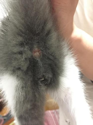 讨论小猫肛门这样是不是正常的