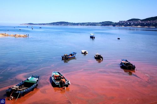 山东威海浴场现"赤潮"现象,大片海水变红吓懵游客