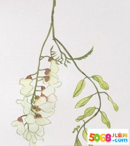 槐花的水彩画绘画步骤教程