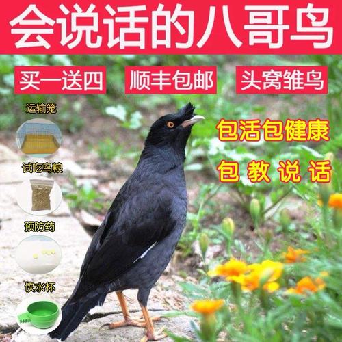 八哥鸟活体 说话鸟黑八哥幼鸟雏鸟鹩哥手养鸟宠物鸟小鸟活体包邮商品