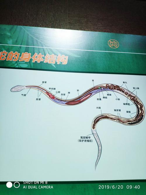 参观蛇岛展览馆