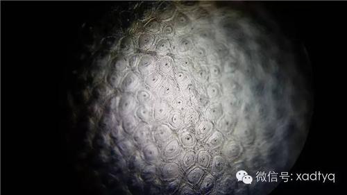 犀牛角-如何鉴定,折射光显微镜-教您三分钟辨别真假犀牛角