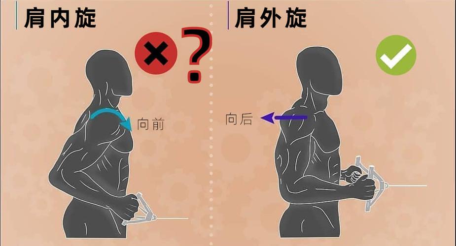 "肩内旋"与"肩外旋"对比图示