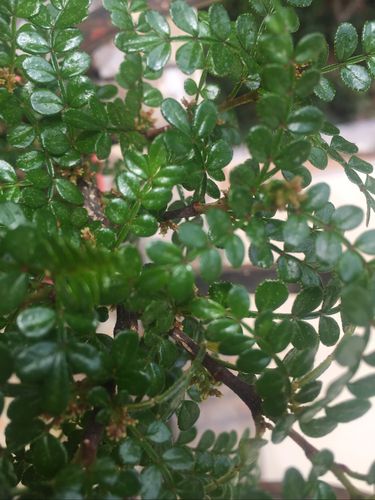 清香木开花了