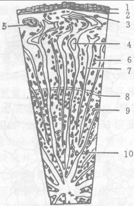 图607-3 黄芪(根)横切面简图