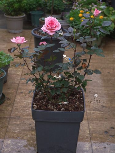 9193戴尔巴德月季-花宫娜(fragonard)_月季_fragonard怎么样_盆栽