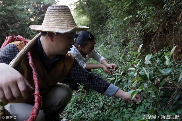 45岁山村"郎中"悬崖采药,20多年专治蛇咬伤,患者拿鸭子感谢他