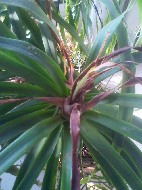 家里的龙须树这个样子了,中间可是变黄,是怎么回事啊