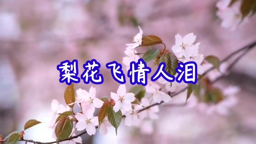 忧伤情歌梨花飞情人泪