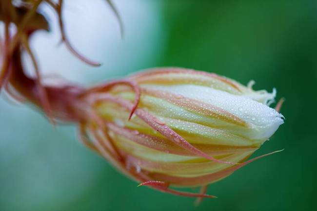 夜读丨昙花一现,留下几多动情时刻