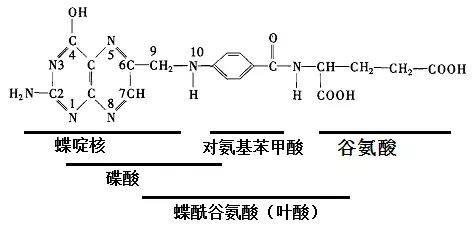 怀孕了才开始补叶酸晚不晚?为什么孕期一定要补叶酸?