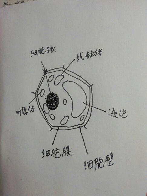 画一个植物细胞图,并注明各部分名称
