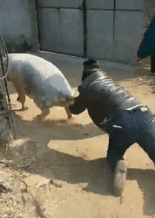 搞笑gif图这些都是我喜欢的都得带回家玩去