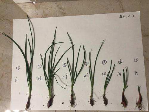 小葱成长记录手抄报 成长手抄报