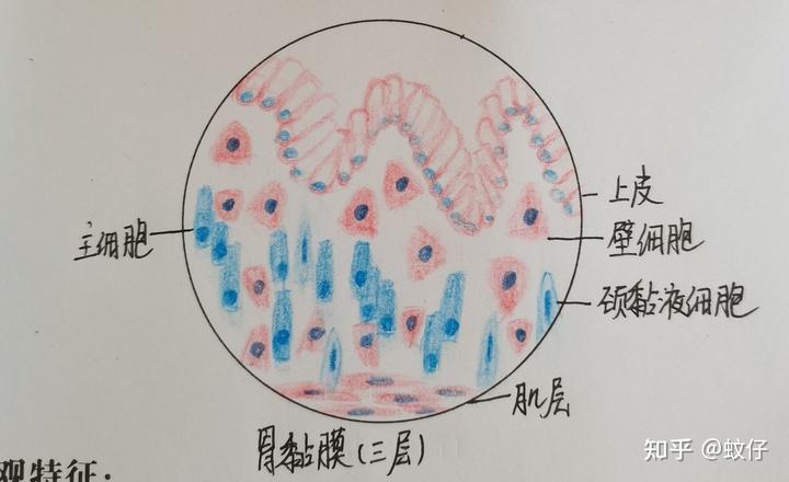一:骨骼肌 六:胃黏膜(三层) 九:睾丸(生精小管,睾丸间质细胞10*40)