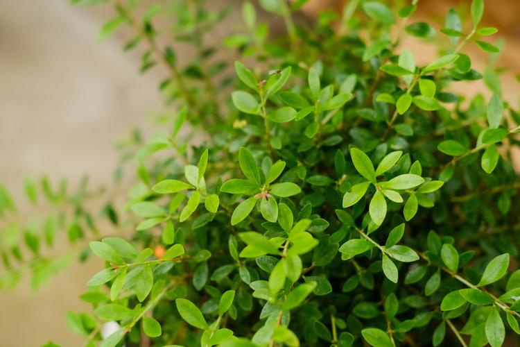 雀舌黄杨叶子干枯卷曲