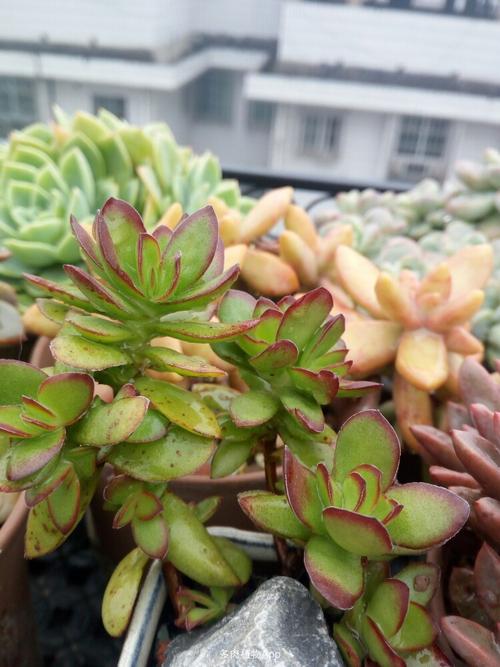 跟着我1-4年的多肉,新手可以参考一下,容易养的品种.湖南地区