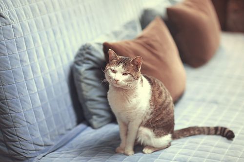 猫儿,对你情有独钟~!