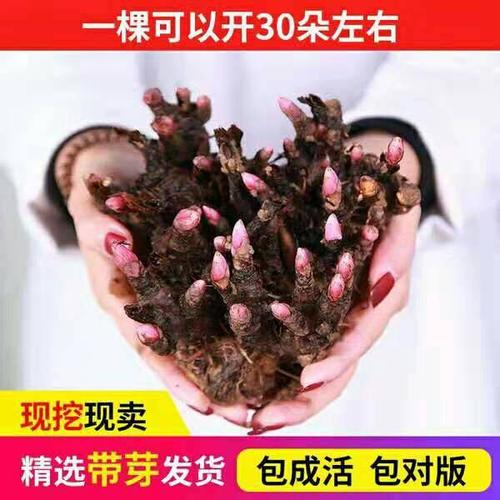 荷兰重瓣芍药花根块庭院盆地栽当年开花大花苗种子牡丹植物