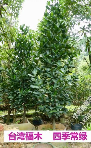 台湾菲岛福木苗盆栽室内外四季常青福木树别墅庭院行道绿化树