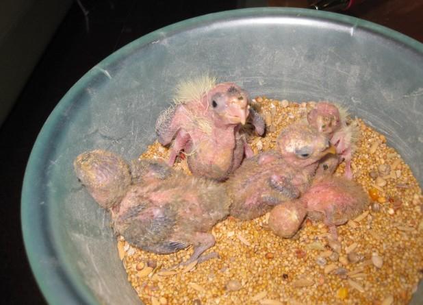 手养金丝彩虹牡丹鹦鹉幼鸟,绿桃牡丹鹦鹉幼鸟 (实物图)