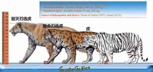 12年前剑齿虎受尽委屈,看过的人都哭了!