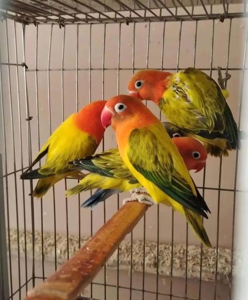 " 下岗后,我从 2002 年开始从事养殖费氏牡丹鹦鹉一直至今,没想到