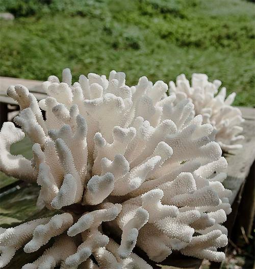 白珊瑚介绍