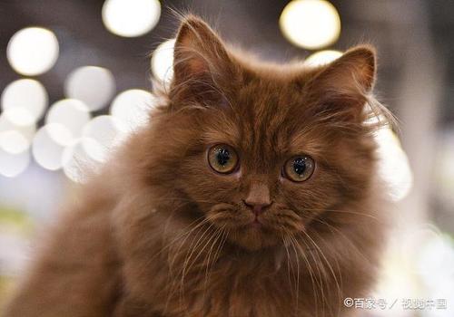 照片中是一只漂亮的长毛猫,两只大大的眼睛瞪得溜圆,浑身棕色的毛发