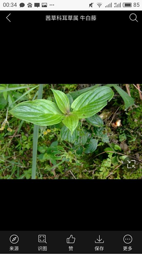 请问这是什么草药?据说可以治疗肾病综合征