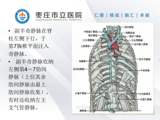 奇叶,奇静脉的影像学表现