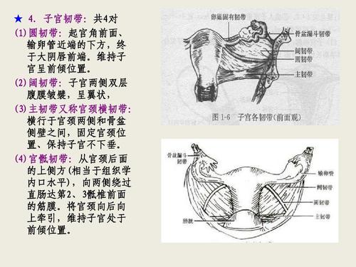 子宫韧带:共4对 (1)圆韧带:起宫角前面, 输卵管近端的下方,终 于大