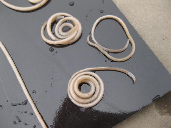 一些卷成一团团的细长虫子伴着白色的黏液,不知道是狗狗吐的还是拉的