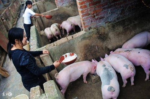 为什么有人养猪要给猪喂辣椒,除了辣椒还有喂醋的,这都有啥用?