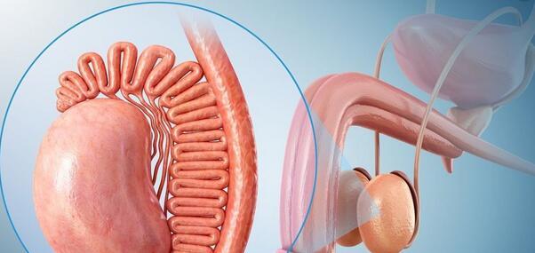 安全有效!龙根生干细胞提升睾丸功能,重拾男人根本