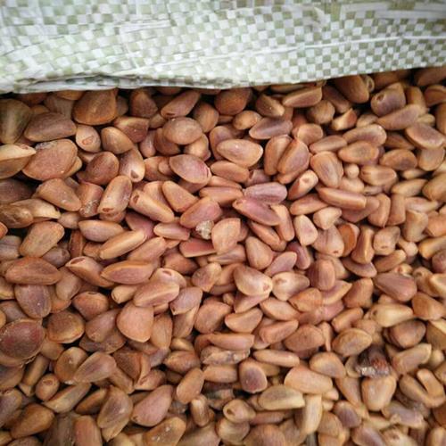 东北黑龙江伊春高寒天然红松树子松树籽生松树籽原味无加工新货