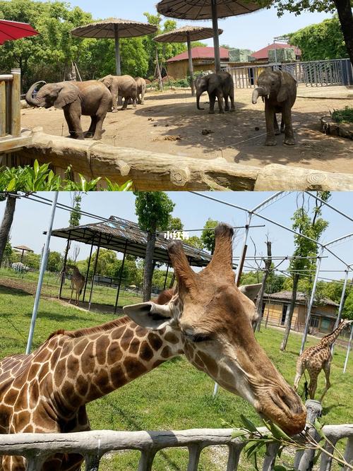 淹城野生动物园_动物园_城野_旅行_两天一夜旅行计划