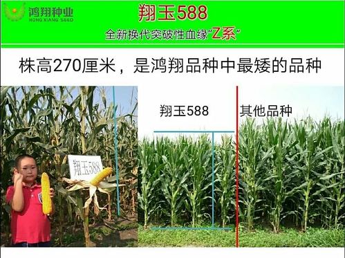 翔玉588—矮杆大穗型国审玉米新品种 鸿翔种业株高2.