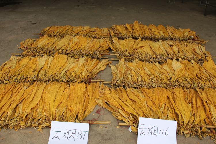 云烟116品种的特征特性