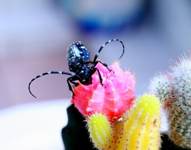 抓到了一只天牛