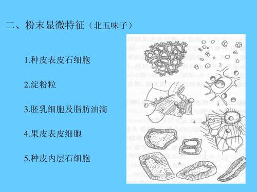 二,粉末显微特征(北五味子) 1.种皮表皮石细胞 2.淀粉粒 3.